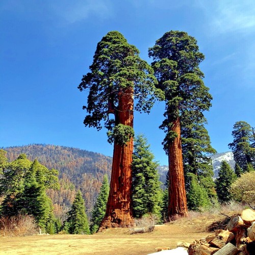 Giant sequoia sierra - giant, redwood