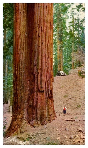 1930 giant sequoia - 1930,