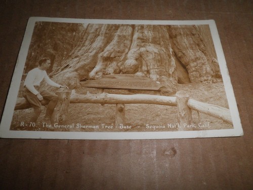 Sequoia national park - sequoia,