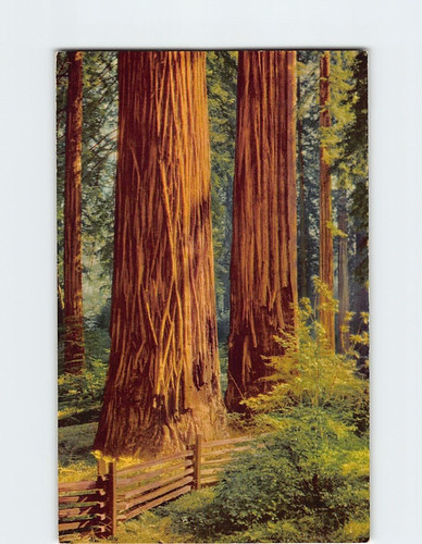 Postcard giant sequoia trees - postcard,