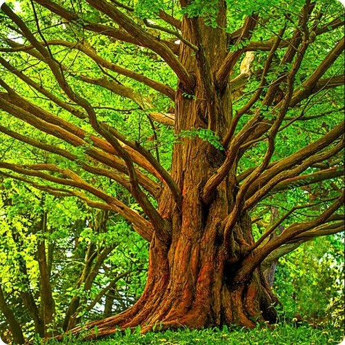 Dawn redwood tree seeds 30 - dawn,