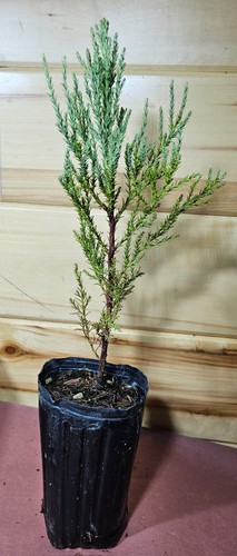 Giant sequoia tree inches - sequoia,