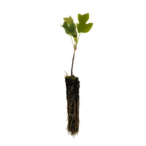 Tulip poplar small tree - |,