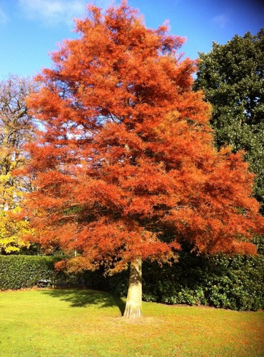 Dawn redwood quart pot - dawn,