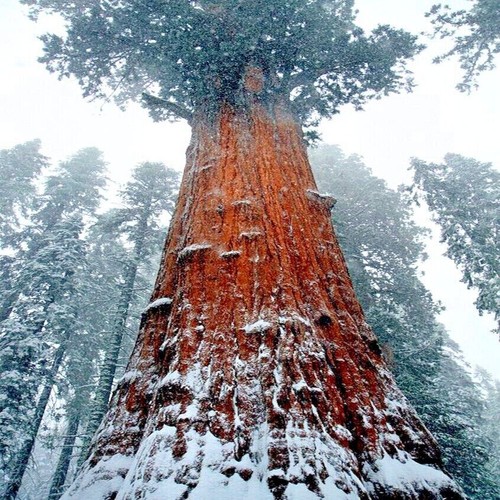 California coast redwood - coast, seeds