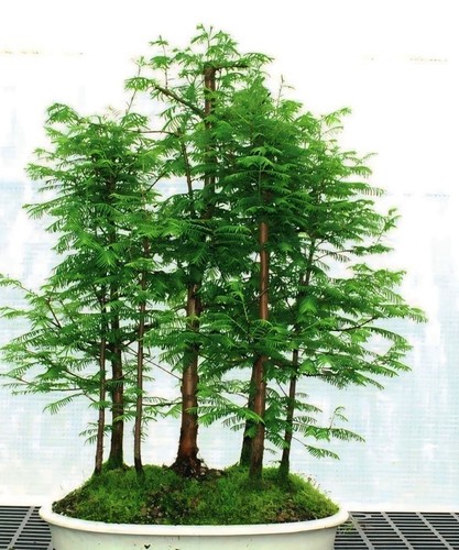 Redwood tree large branch - tree,